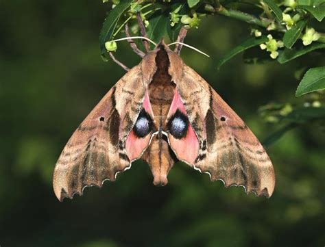 Blinded Sphinx Moth: Identification, Life Cycle, Facts & Pictures