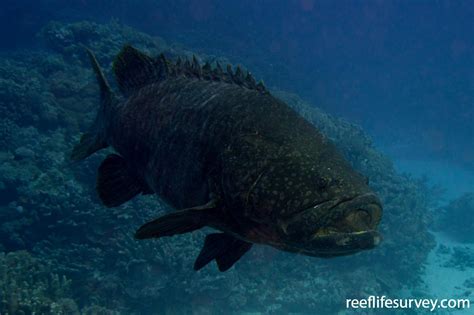 Epinephelus lanceolatus - Brindle Bass | ReefLifeSurvey.com