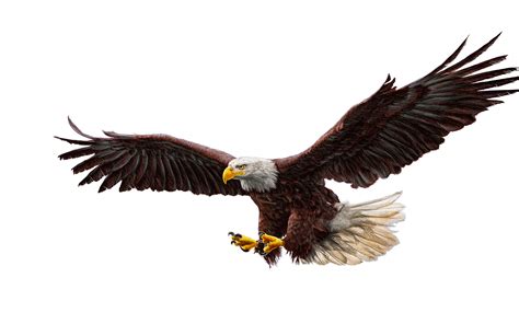 Download wallpaper 3840x2400 bald eagle, bird predator, art 4k wallaper ...