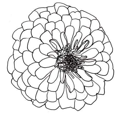 line drawing - flowers - dahlia | Flower line drawings, Flower drawing ...