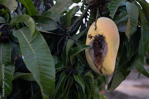 Rotten mango on mango tree. Mango damage by friut fly Stock Photo | Adobe Stock