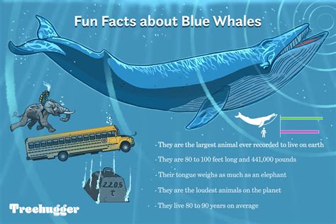 Blue Whale Size Comparison To School Bus