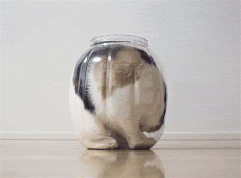 Cat In A Jar gif by staffpicks | Photobucket