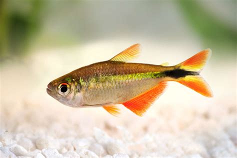 22 Small Aquarium Fish Breeds for Your Freshwater Tank