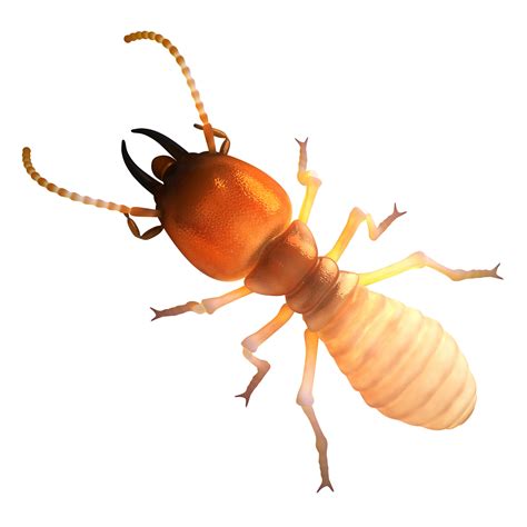 Why Winter Is Ideal For Termite Inspection In Florida