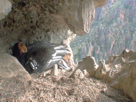 The Pinnacles' First Condor Nest in 100 Years