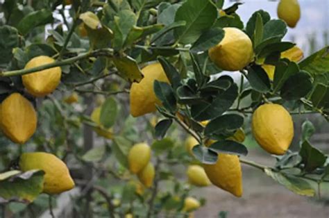 How to Grow Etrog Citron - Plant Instructions