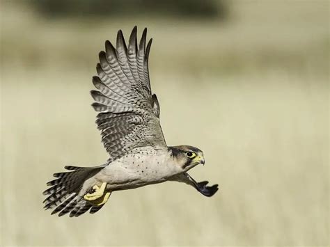 Lanner Falcon - Facts, Diet, Habitat & Pictures on Animalia.bio