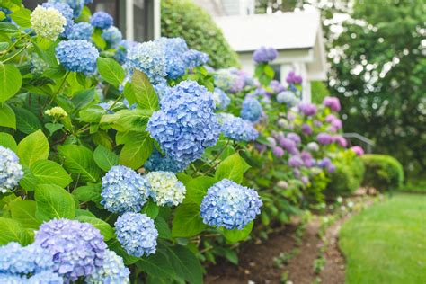 14 Beautiful Types of Hydrangea to Grow