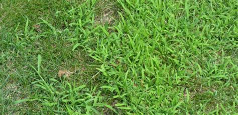 What is that Light Green Grass in my Lawn? - PureLawn - Cincinnati & Dayton Organic Lawn Care ...