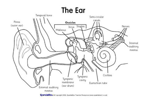 Labeled Diagram Of An Ear / Human Anatomy Lab: Ear Models / After labelling these parts, also do ...