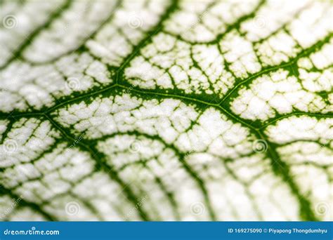 Leaf Epidermis Stomata Under Microscope. Stock Photo | CartoonDealer.com #169275090