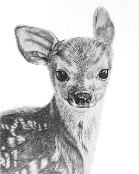 Fawn Pencil Drawing Giclée Print Baby Deer Baby Animals Deer Drawing ...