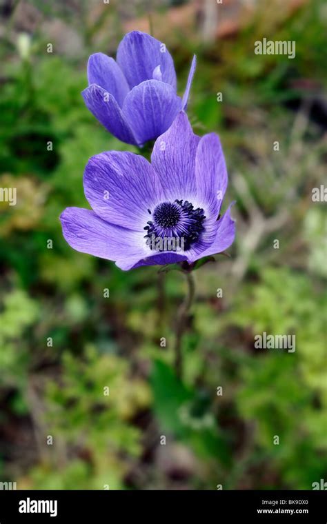 Blue Poppy Anemones (anemone coronaria Stock Photo - Alamy