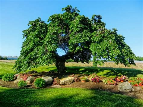 Elm Tree Symbolism and Meaning [With Birth Date Symbolism]