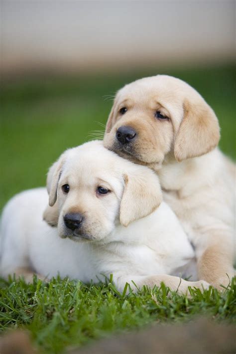 Yellow labrador retriever puppies posters & prints by Corbis