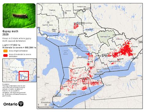 Eco Tree Care | Tree Service Company | Kingston