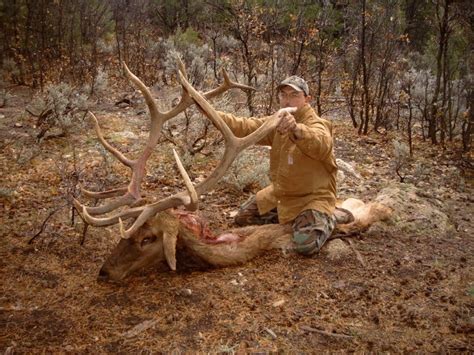 350"+ Bull Elk Pics - HuntingNet.com Forums