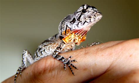 Frilled Neck Lizard: Facts, Habitat, and Their Temperament