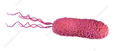 Lophotrichous flagella arrangement, illustration - Stock Image - F035/5696 - Science Photo Library