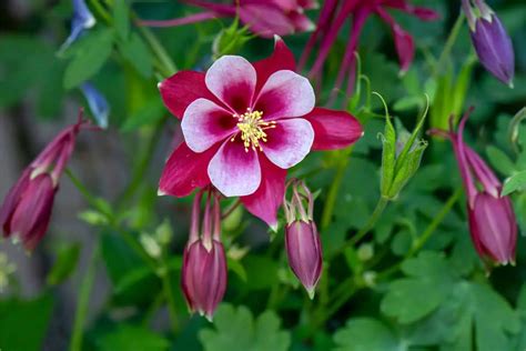 How to Grow and Care for Columbine Flower (Aquilegia spp.) - GrowingVale