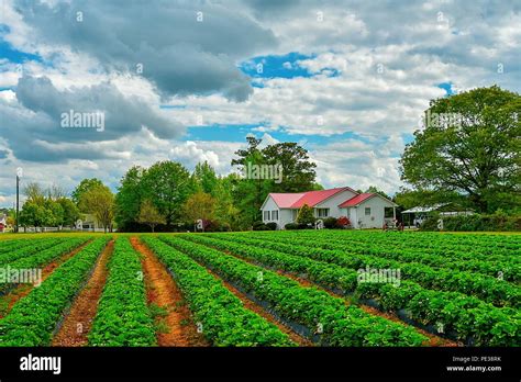 A beautiful cloudy American farm landscape with a house and rows of crops Stock Photo - Alamy