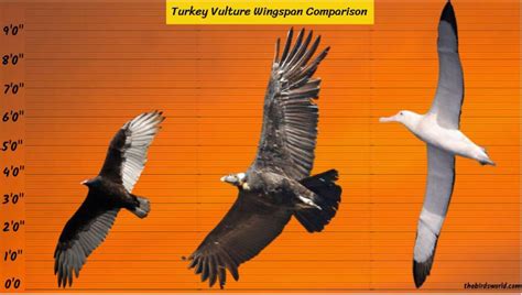 Turkey Vulture Wingspan: How Does It Compare With Others?