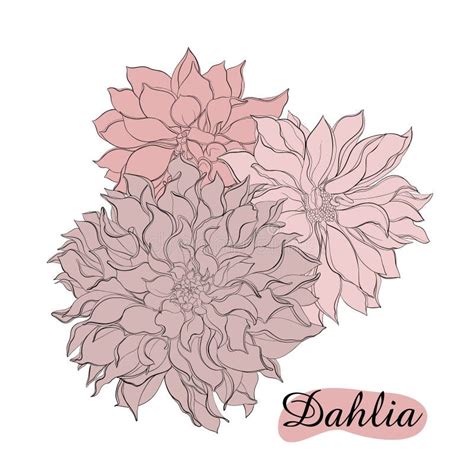 Pencil Sketch Hand Drawn Set Dahlia Flowers. Sketching Vector Flowers Illustration Isolated on ...