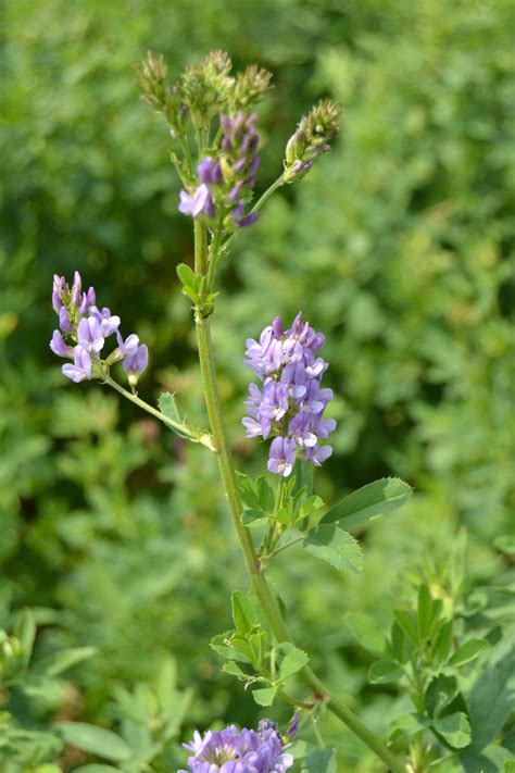 Alfalfa Seeds (Medicago sativa)