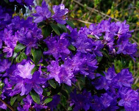 Gardens Of The World | Azalea flower, Purple garden, Flower seeds