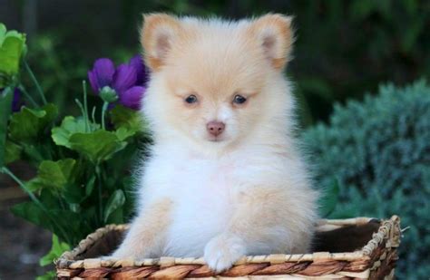 Pomchi Puppies For Sale | Puppy Adoption | Keystone Puppies