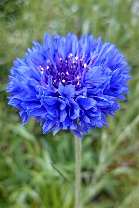 How to Grow Bachelor’s Button (Cornflower) | Gardener’s Path