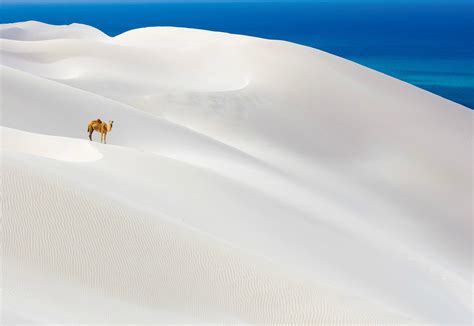 socotra island, yemen photo | One Big Photo