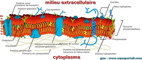 Membrane cellulaire : définition et explications