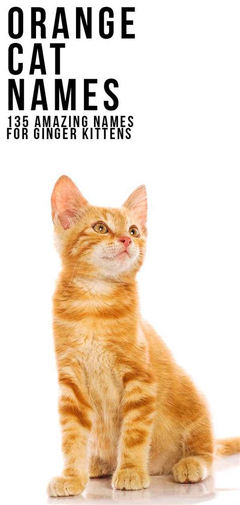 Orange Cat Names - 169 Amazing Names For Ginger Kittens