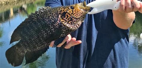 Fish Rules - Cichlid, Jaguar Guapote in FL State Waters