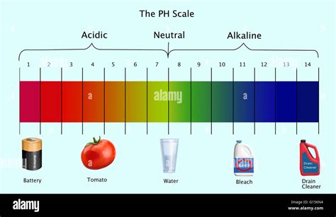 Diagram ph scale examples acidic hi-res stock photography and images ...