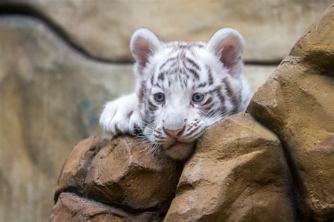 Cute Bengal Tiger Cubs