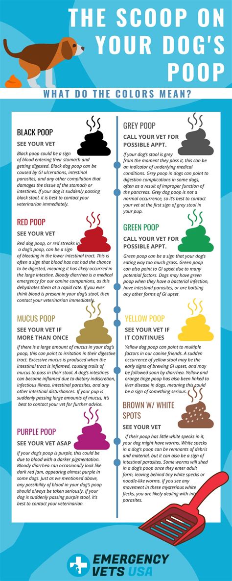 Dog Poop Color Chart | Find Out What Each Color Means