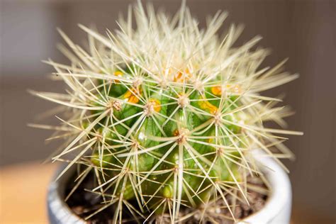 8 Best Cactus Varieties to Grow Indoors