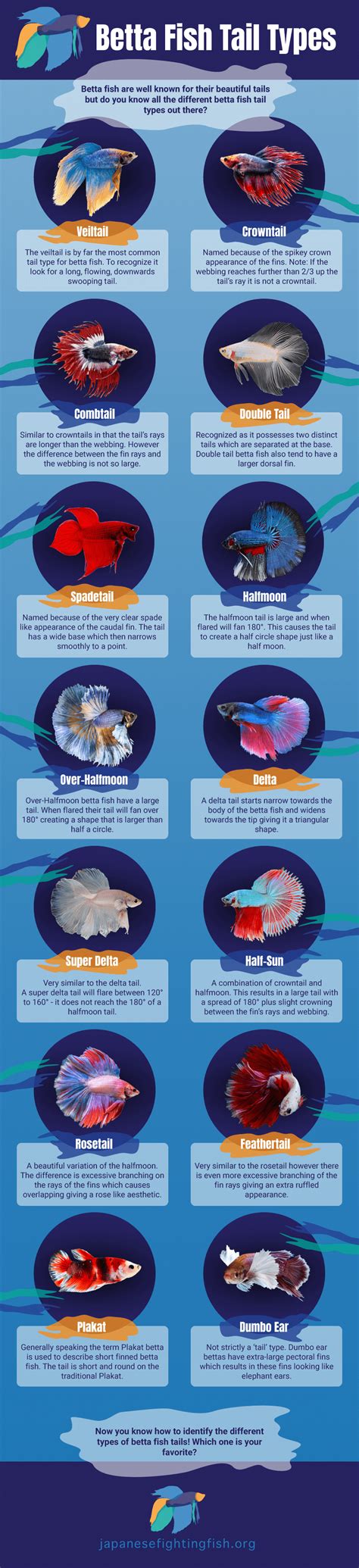 Betta Fish Tail Types - Japanesefightingfish.org