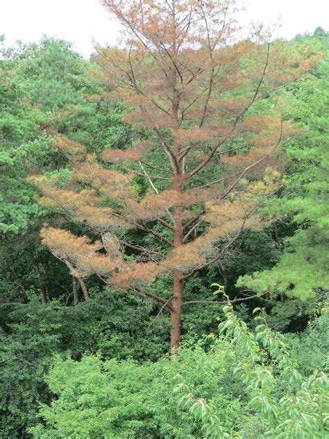 Dying red pine tree, Miho Museum | Dying red pine tree, Miho… | Flickr