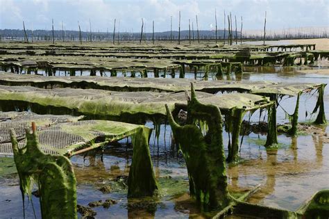 Oyster Farming: Everything You Need to Know