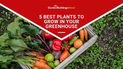 Best Plants To Grow In Greenhouse