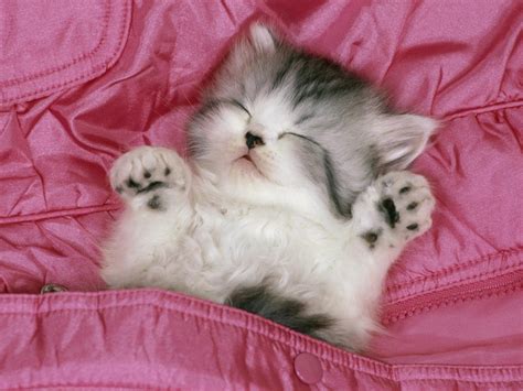 Wallpaper : animals, kittens, pink, persian, kitten, 1600x1200 px, vertebrate, cat like mammal ...