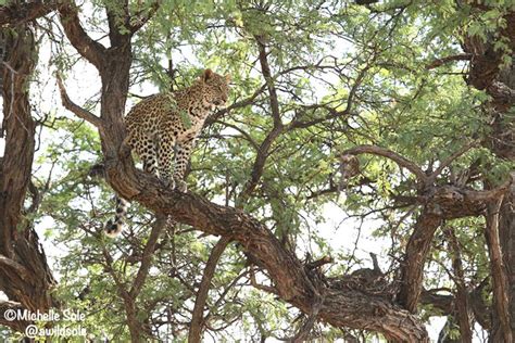 leopard-cub-tree - Africa Geographic