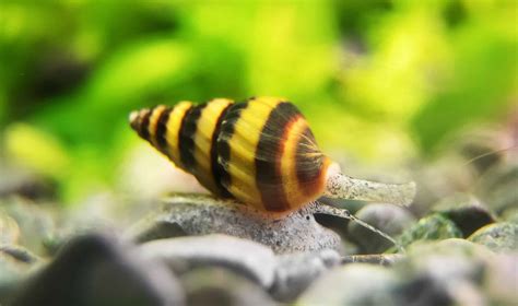 Assassin Snail - A-Z Animals