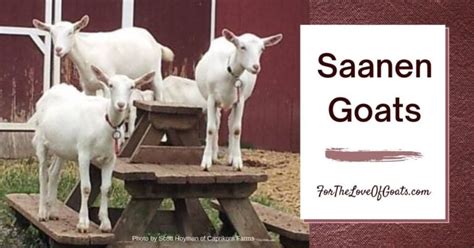 Saanen Goats