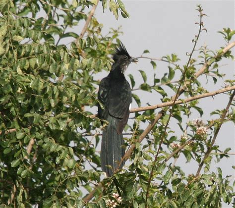 Birding South Sudan: Nimule road