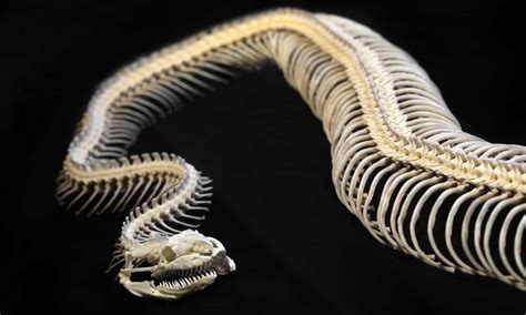 Snake Skeletons: Here's What Makes Them So Unique - A-Z Animals